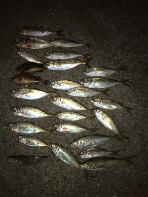 爆風、釣れるやん！