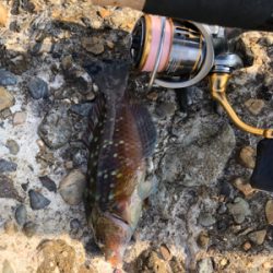 ブラクリでガシラ狙い