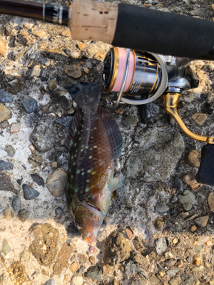 ブラクリでガシラ狙い