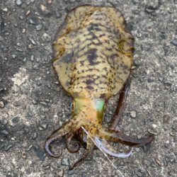 ヤエンでアオリ