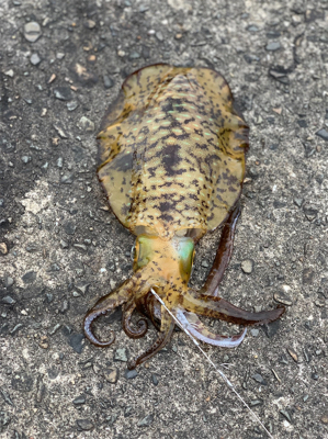 ヤエンでアオリ