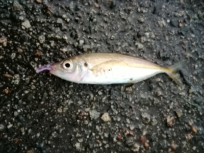 メバルの活性高