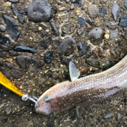 ガシラはあるけど、青物が…