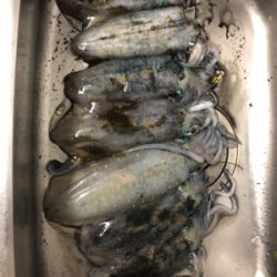 北九州ティップラン爆釣