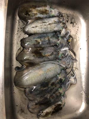 北九州ティップラン爆釣