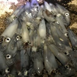 チィチィイカ釣り