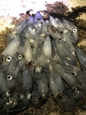 チィチィイカ釣り