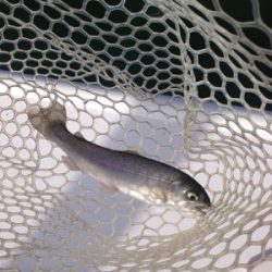 都会の釣り堀 岸和田フィシングパーク