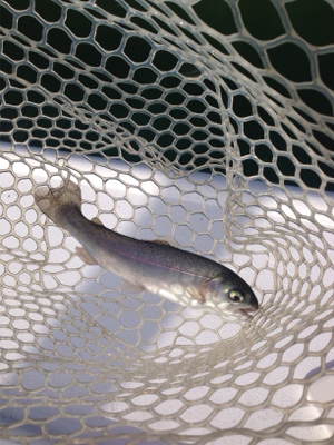 都会の釣り堀 岸和田フィシングパーク