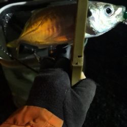 アジング練習 74