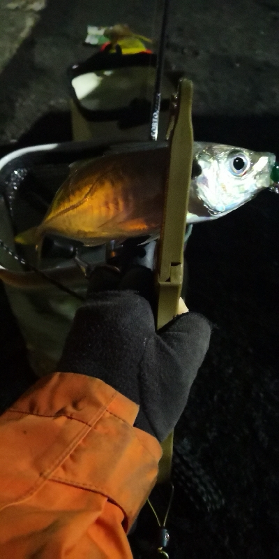 アジング練習  74