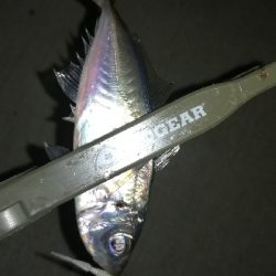 ナイトアジング