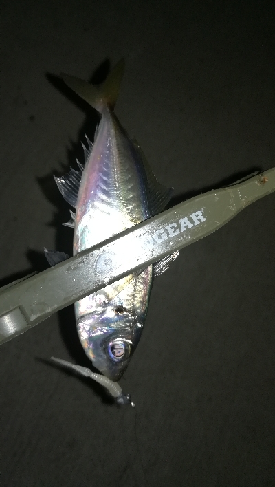 ナイトアジング