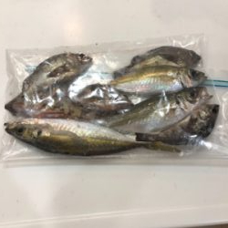 アジング メバリング