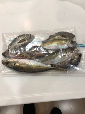 アジング メバリング