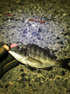 投げ釣りでキビレなど