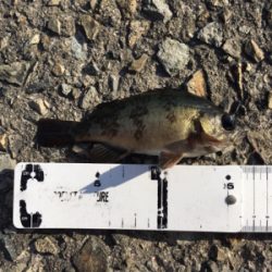 好調デイメバル