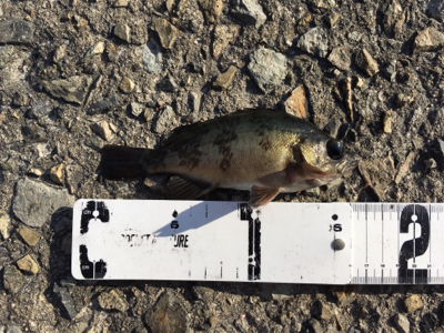 好調デイメバル