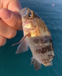 デイでボコボコ