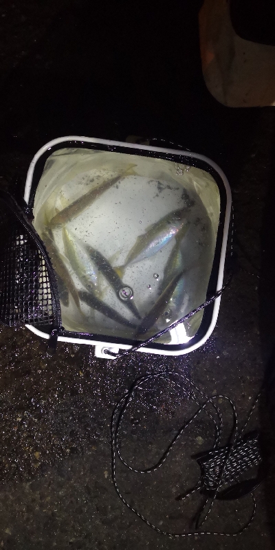 アジング練習 75