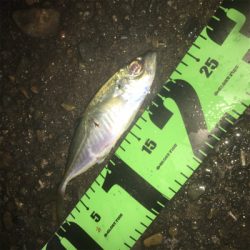 明石アジング☆回遊あるぞ！GUNNING-STYLE