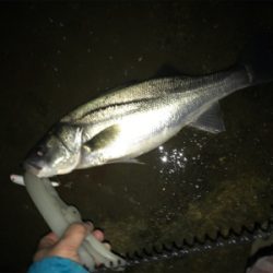 久々シーバス！