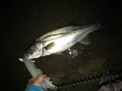 久々シーバス！