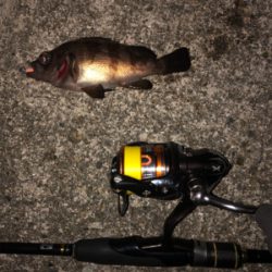 デブデブタケノコ