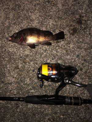 デブデブタケノコ