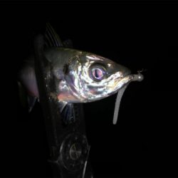 好調!? 湾奥アジング