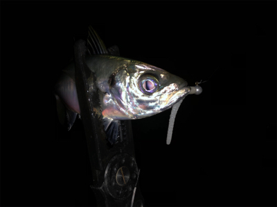 好調!? 湾奥アジング