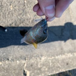 エギングと!月下美人鱗付