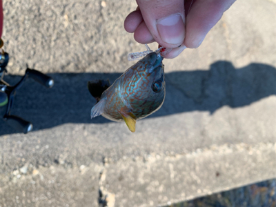 エギングと!月下美人鱗付