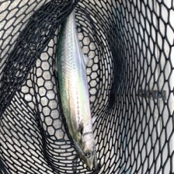 今年最後のマイボート釣行