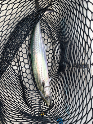 今年最後のマイボート釣行