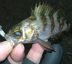 ナイトアジング