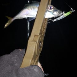 アジング練習  76