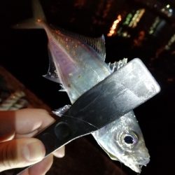 アジ探しアジング