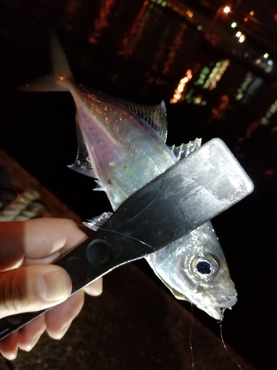 アジ探しアジング