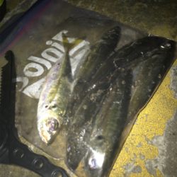 ヒイカ不在。。。アジングで豆アジσ(^_^;)