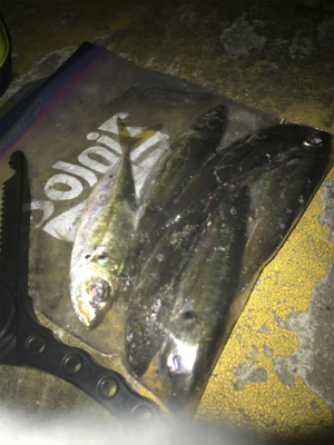 ヒイカ不在。。。アジングで豆アジσ(^_^;)