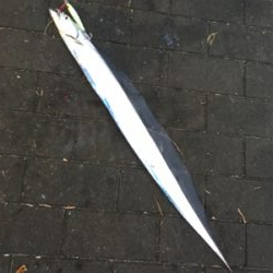 朝マヅメは遠投ボトムから中層♪