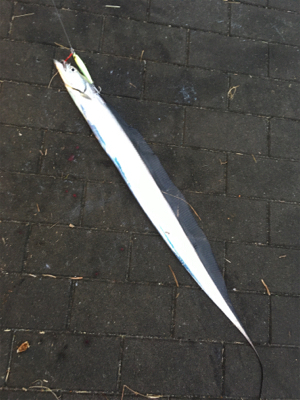 朝マヅメは遠投ボトムから中層♪