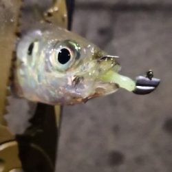 アジング練習 77