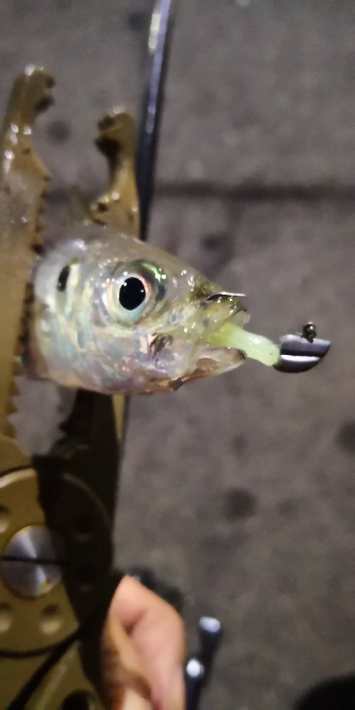 アジング練習 77