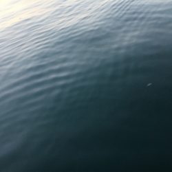 アジングばくちょう！？