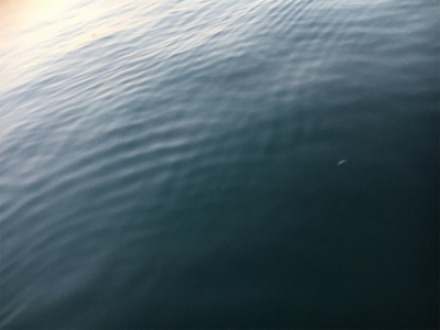 アジングばくちょう！？