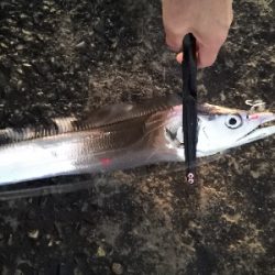 太刀魚来てます