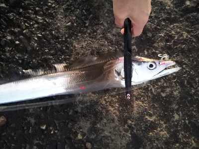 太刀魚来てます