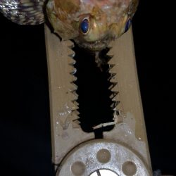 アジング練習 78